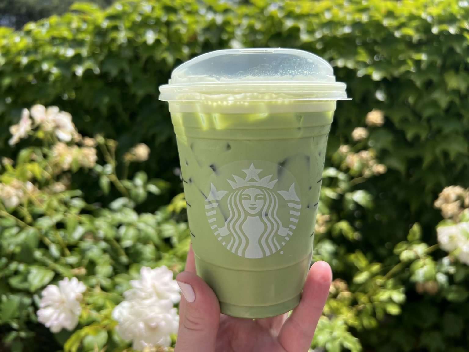 Green With…Matcha? All About Starbucks Matcha Latte! - What The Froth