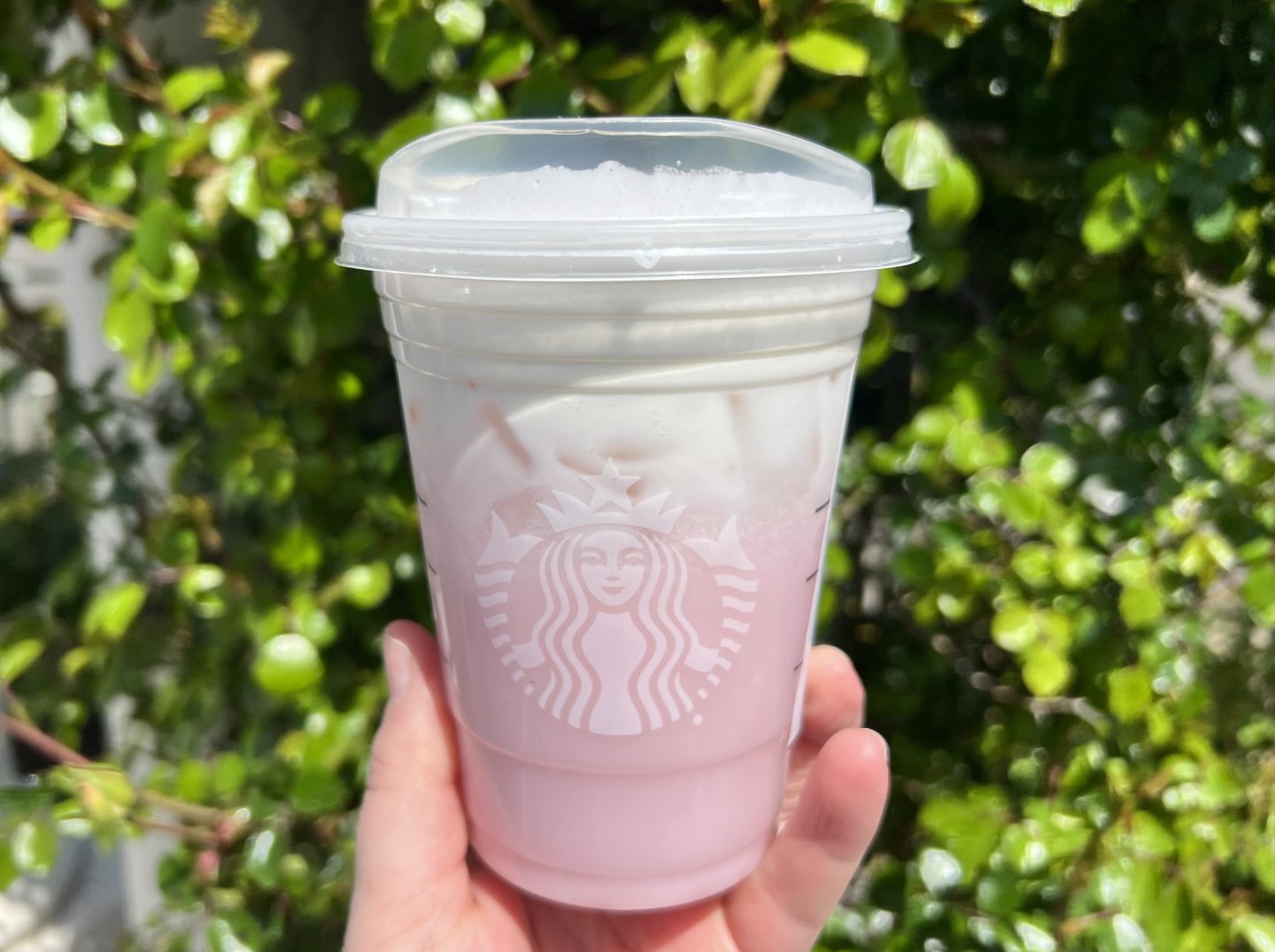 pink drinks at starbucks